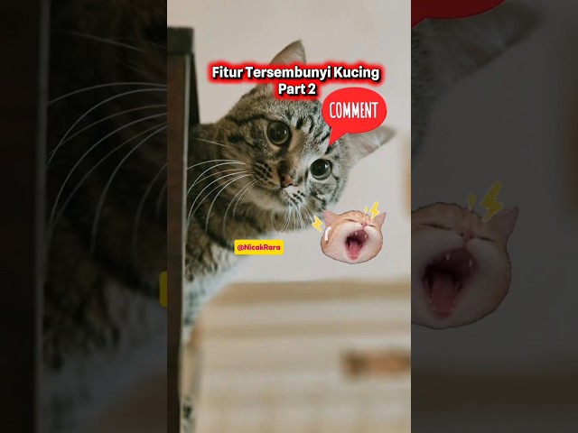Fitur Tersembunyi Kucing Part 2 #funny #cat #catshorts