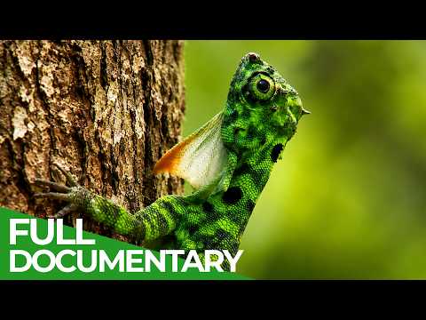 Wild Attraction | Wildest Survival | Free Documentary Nature