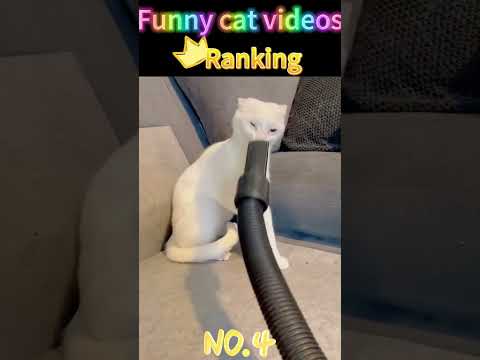Funny cat videos ranking ????