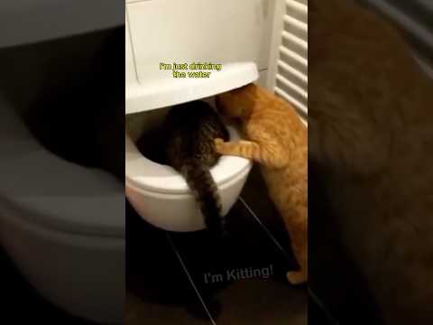 Funny cats videos VoiceOver #pets #cat #funnycats #funnycatsvideos #funnyanimals #animalvoiceover