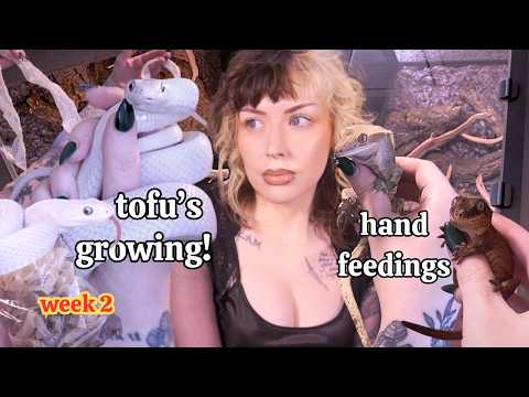Tofu's Growing!!! | Daily Routine With All My Animals