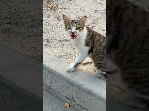 Funny Cat Reaction ???????? | You Won’t Believe This! #shorts