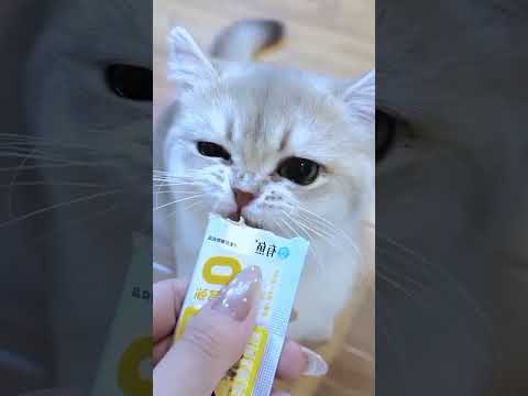kucing pintar lucu #kucinglucu #kucingkampung #videoshort