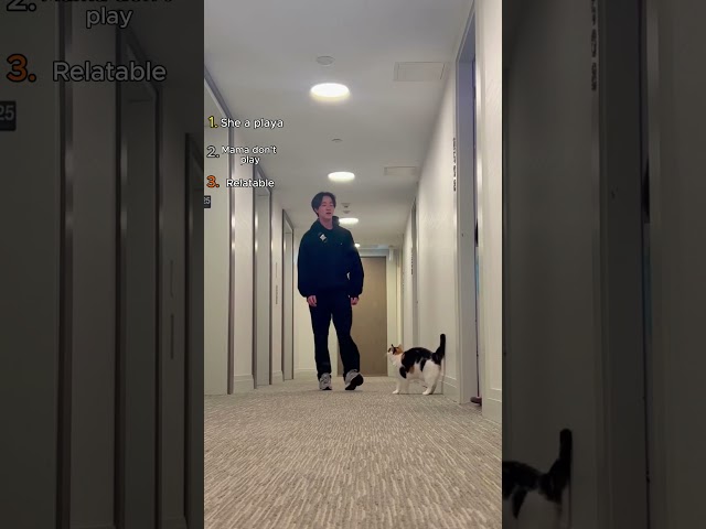 Top 3 Silly Cat Videos That Make No Sense ????????