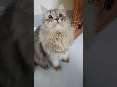 cat facts ???? cute baby ???? funny cat#catsagram #catsofyoutube #catvideos #animallife #silicat
