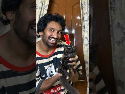“Bujji naa phone ivvu ra!”????????#trending #cats #comedy #funny #catvideos #pets #gayazlee
