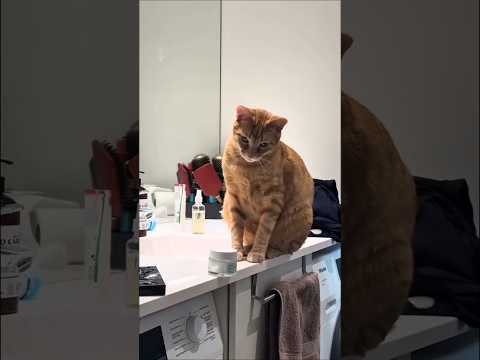 Try Not to Laugh – Funny Cats Edition! ????#FunnyCats #Cats #CatVideos #Cat #CuteCats #FunnyAnimals