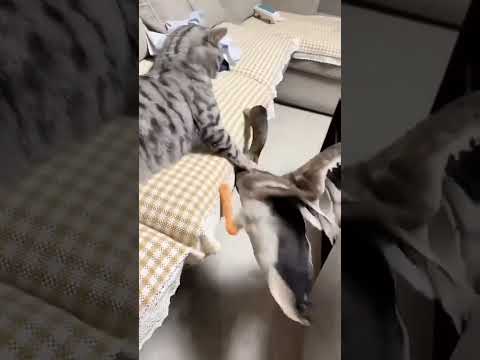 Funny Cat Voice #cat #shortsfeed #funnyanimals #funny #funnycat #catvideos #shorts