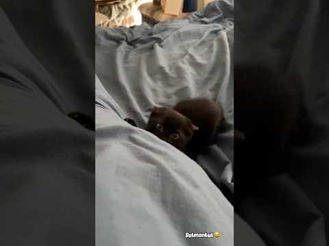 Cute cat dance???? #reels #cat #catvideos #funnycatvideos #shorts #trendingshorts #ytcat #funny #cute