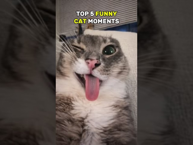Ranking Funny Cat Videos #1 ???????? #funny  #cat