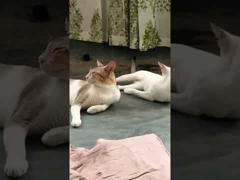 হাউরি হারাদিন কাম হরায় ???? #catvideos #trending #viral #funny #cat #video