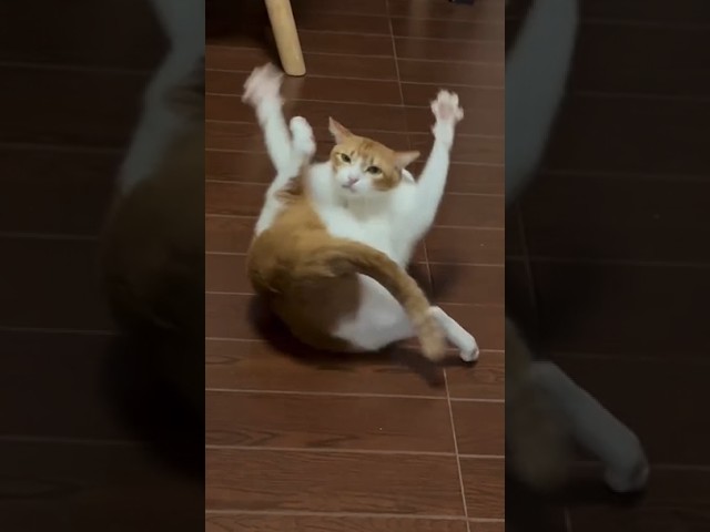 when you tell him not to overreact ???????? #funny #catvideos #catshorts #cat #catmemes