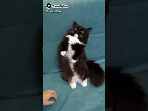 OMG So Cute TikTok ♥ Best #tiktok Funny Cat Videos 2022 #shorts #Cats&dogs
