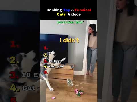 Ranking Top 5 funniest Cat Videos of all time by pure chaos level  #catshorts #catchaos #funnycats