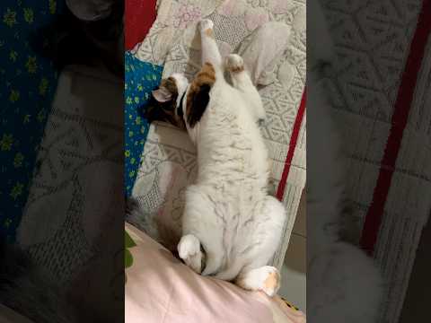 ???? Funny Cat Videos ???? | Cute & Funny Cats Compilation Video for cats YouTube #cat #shorts