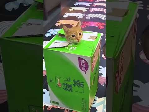 Cats Vs Box ???????? #funny  #catvideos  #catshorts  #cat
