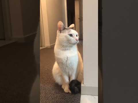 FUNNY CAT source @rrenaeholm #cat #funny #funnycats #catvideos
