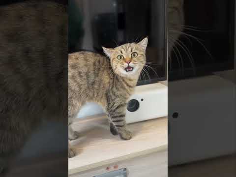 funny cat videos 2024 try not to laugh 