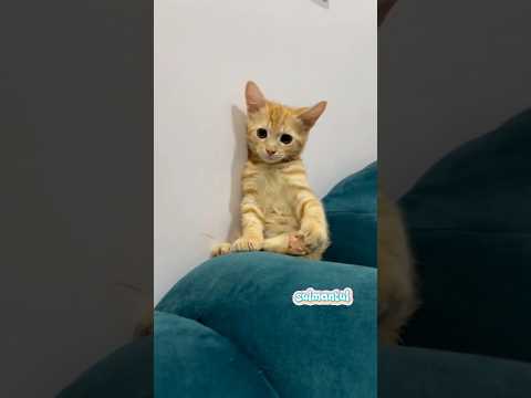 Cute cat dance ???? #reels #cat #catvideos #funnycatvideos #shorts #trendingshorts #ytcat #funny #cute