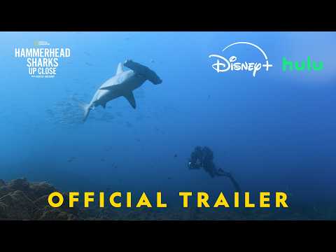 Hammerhead Sharks Up Close with Bertie Gregory | Official Trailer | National Geographic