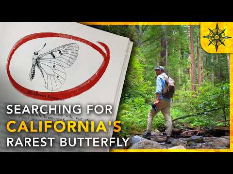 Searching For California's RAREST Butterfly