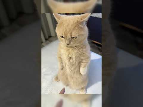 Funny Cat Moments ???? Tiny Paws, Big Attitude
