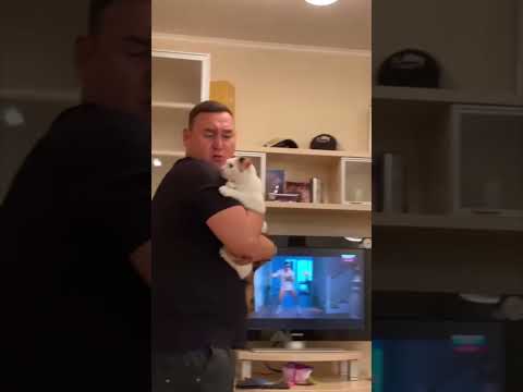 Funny cat videos pt.4