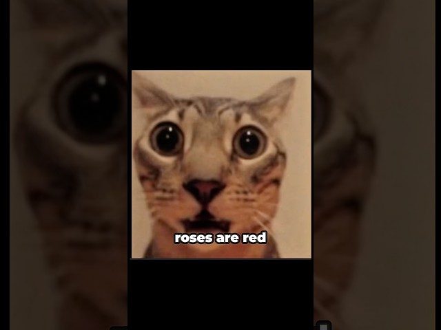 hehehe #cat #catvideo #shorts #funny #fyp #funnycatvideos #fun #subscribe