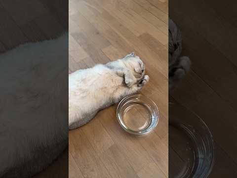 #cat #comedy #funny #catvideos #cutecat #newcatvideos #cute #animals #pets #pets #kitty #funnycute