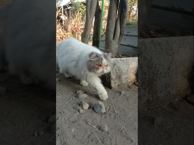 Funny Cat Videos ???? Kucing lucu gendut yang pemalas ❤️ (3)