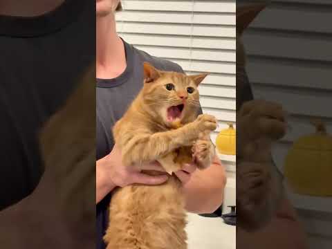 FUNNY CAT VIDEOS COMPILATION PART 8
