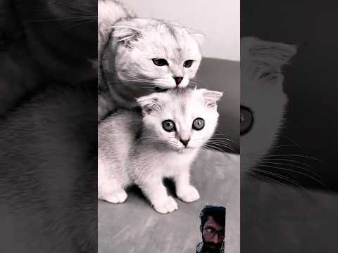 funny cat videos 