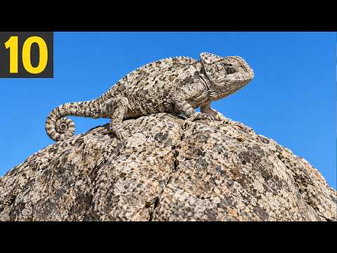 10 BEST CAMOFLAGES in Nature