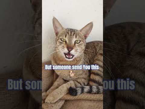 #catshorts #trending #viral #funny #funnycatvideos#fyp#explore #shortfeed #cat #catvideos
