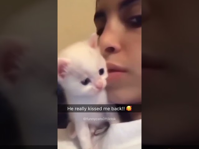 Funny Kittens! Funny cat videos ????????#funnycats #funnyanimals #funnypets