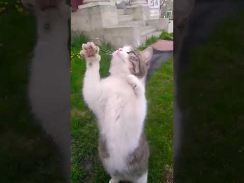 Funny cat videos #shorts #viral #shortvideo #funny #subscribe #cute #cat #cutecat #cats