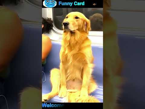 funny cat and dog videos 2026 #cat #dog #shorts #funny #funnycats #funnydogs #cute #viral