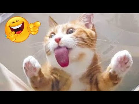 Cute cat videos#2024 