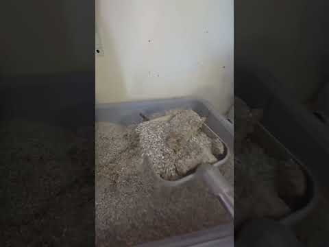191 #cat #catfunny #cute #catvideo #funny #catvideos #pets #kitten #funnyanimal #kitty