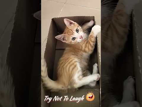 New Funny Kittens 