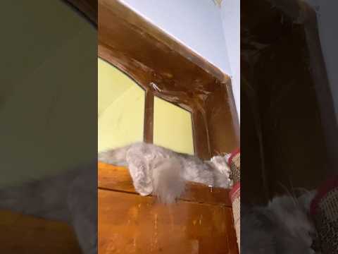 #cat #kucinglucubandung #catlife #cats #catshorts #kitten #catvideos #cutecat #cute #funny