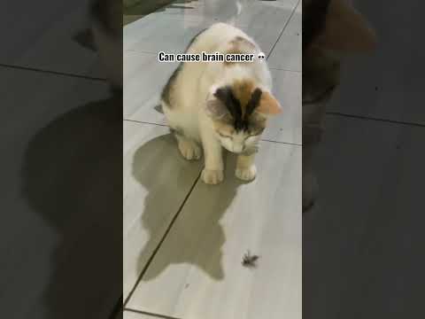 #funny #cats #cat #catvideos #shorts