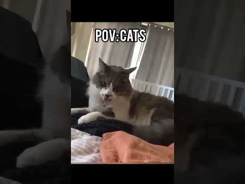 POV: Funny Cat Videos! Which moment was the funniest? ????#cats #funny #pets #shorts