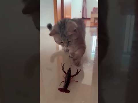 #foryou #catfunny #funny #paravoce #funnycatvideos #viralvideo #fashion #fashionweek