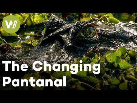 Secret Brazil: Wild Pantanal | Caimans, Jaguars and Vanishing Wetlands | Wildlife Documentary