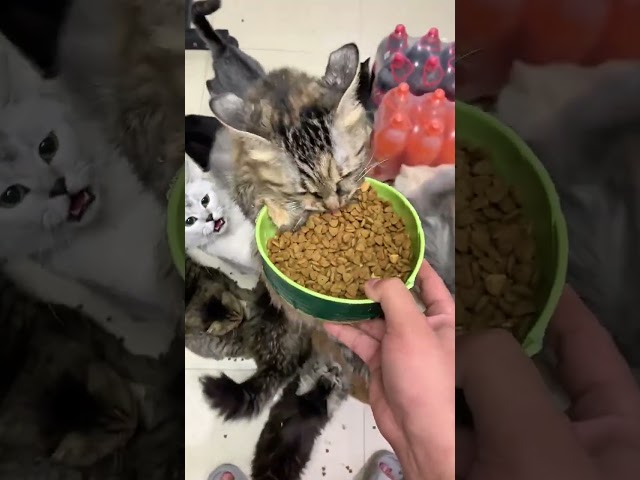 #cat #catlove #cats #kitten #funny #catvideos #catlife #animals