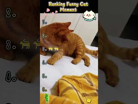 Funny Cat videos ???????? #meowing #memes #cute