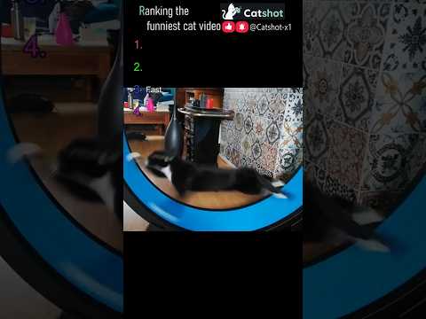 ???? Ranking the Funniest Cat Videos EP.90 #catshot #cat #funny