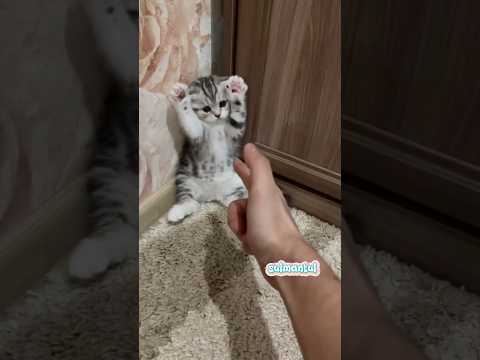 Cute cat dance ???? #reels #cat #catvideos #funnycatvideos #shorts #trendingshorts #ytcat #funny #cute