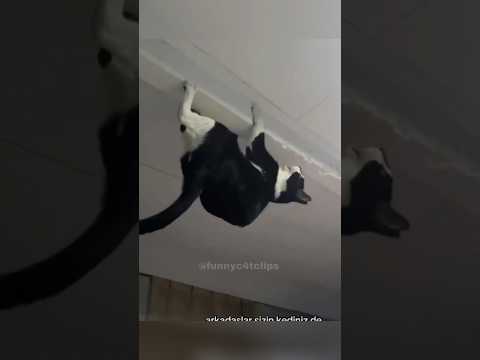 Funny cat videos Part 4 